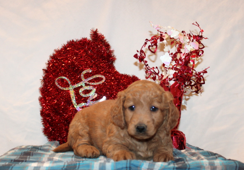 puppy, for, sale, Mini Goldendoodle F2, Matthew B. Stoltzfus, dog, breeder, Gap, PA, dog-breeder, puppy-for-sale, forsale, nearby, find, puppyfind, locator, puppylocator, aca